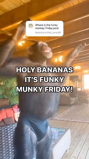 Monke Memes 🦍 SharpDressedMonkey on Instagram: "LETS GOO FUNKY MONKEY FRIDAY #funkymonkeyfriday #monkey #ape #monke"