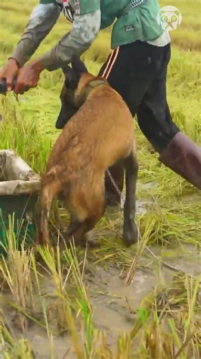 2.5K views | Catching Catfish with the help of a dog | Earth Wonders | Facebook