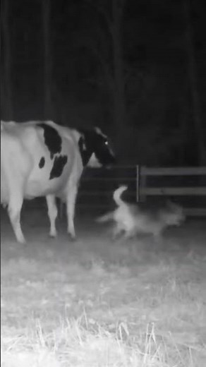 Shocking Trail Cam Footage: Alien Attacks Cow