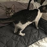 HYPNOSER Weighted Blanket Twin Size (15 lbs 48"x72") for Kids and Adults | Heavy Blanket for Better Sleep, Fits Twin or Full Size Beds (Dark Grey)