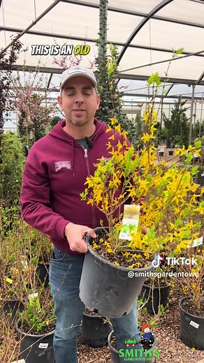 Explore Forsythia: The Cheerful Spring Blooming Shrub