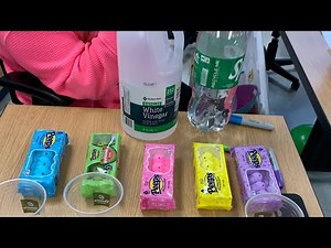 Which liquid dissolves peeps the fastest? Classroom Science experiment.