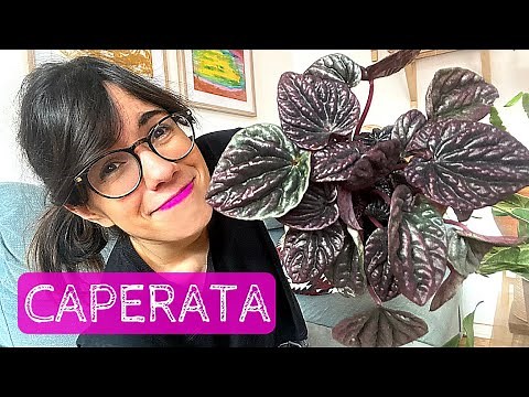 PEPEROMIA PLANT CARE | How to care for peperomia caperata