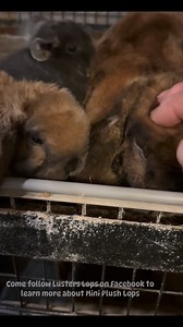 Every year I make a post about socializing baby bunnies. Over time we’ve found that the most effective approach is to hold, pet, snuggle, and love the mommy while the babies watch. We can debate nature vs nurture and there is a genetic component but as far as nurture….kits learn everything from their mommies. #lusterslops #RabbitBehavior #esa #esabunny #esarabbit #emotionalsupportanimal Come follow Lusters Lops to see more of our Mini Plush Lops (import lines). | Lusters Lops