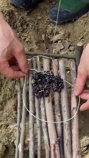 114K views · 939 reactions | DIY Primitive Animal Trap #diy #trap #primitive | Gettiz | Facebook