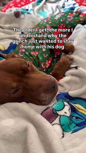38K views · 14K reactions | I like my peace  #bullymix #pitbullsarelove #pitbullsofinsta #pitbullsofinstagram #pitbullsinstagram #bullybreedsofig #bullymixesrule | Just Opie Things | Facebook