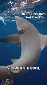 Forget what you’ve seen on TV. 🎥🦈 The dramatic music, the sped-up footage, the chaos, that’s not shark diving. The real experience? Calm. Peaceful. Almost meditative. You’re not in a frenzy. You’re floating, breathing steady, and watching sharks glide effortlessly through the blue. . . . . #southflorida #sealife #joinus #jupiter #sharks #shark #sharkdiving #ecotoursim #florida #palmbeach #miami #adventure #diving #ocean #discovery #travel #explore #wildlife #nature #photography #oceanlife #und