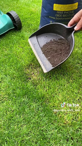 Dealing with Ant Mounds in Your Lawn: Tips and Techniques