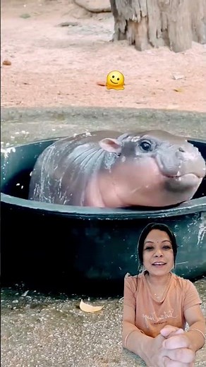 "Hippo cuteness+bathtub chaos=pure animal comedy gold!" #treanding #animals