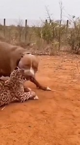 Dog Vs leopard fighting moment ! Wildlife #WildernessExploration #AnimalWorld #animalsbecomingspiritual #shortsreels #AnimalWorld #animalconfusedbehavior #WildlifeUpClose# I want to be trending | wildlife park