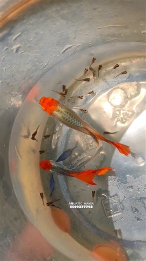 Paltinum koi ribbon ❤️ #guppyvalarthalmalayalam #guppy #guppyfishfarming