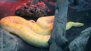 Royal Yellow python lying open-eyed in the terrarium at the zoo.
