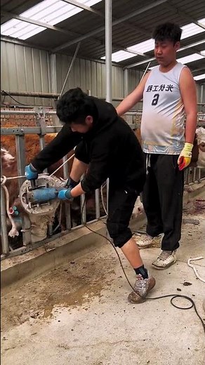 The process of trimming cow hooves for animal health