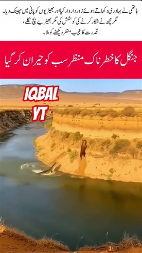 Elephant vs Wolves & Crocodile #Elephant #Wildlife #AnimalFight #NaturePower #JungleLife#WildAnimals