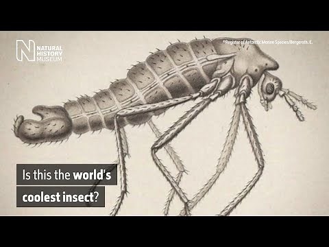 Antarctica's biggest land animal: is this the world's coolest insect? | Natural History Museum