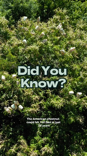 TheAmericanChestnutFoundation on TikTok