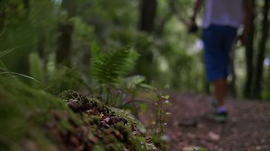 Free stock video - Hiking through new zealand forest