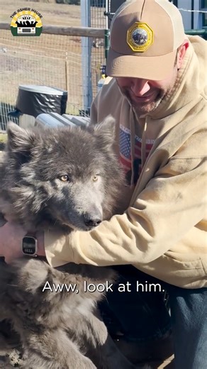 We’re honored to have the unique opportunity to take in seven beautiful wolf hybrids from a very bad situation, in addition to three amazing dogs. We have the resources and ability to change their lives here and it’s all because of you ❤️ | The Asher House