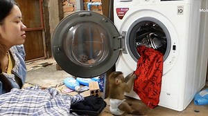 33K views · 1.3K reactions | Adorable Monkey Donal Help Mom Take Clothes To Put In Washing Machine | Monkey Dodo | Facebook