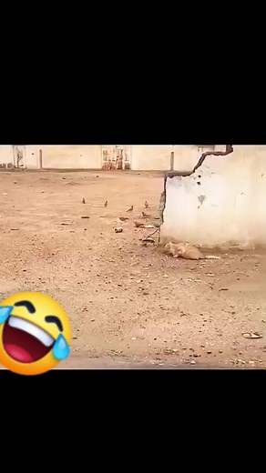 🤣 quedo con filo #doblajequillero #comedia | Cristhian Tafur