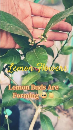 Successfully Growing Lemons 🍋 #lemontree #lemons #meyerlemon #planttips #plantcare