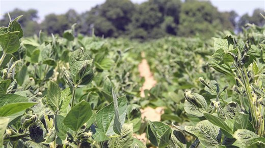 How one seed contract let a company police America’s farms