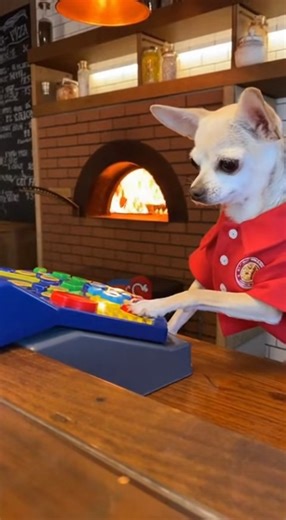 12K views · 666 reactions | Exact change or belly rub  #PizzaShopDog #TinyCashier #WideAngle | Chichi Charlie | Facebook
