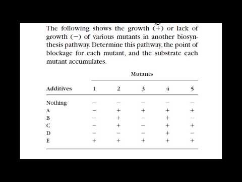 Biochemical Pathway Analysis part 2