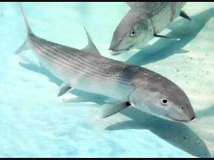 Phil Stubbs | Lyrics, Song Meanings & Music Videos