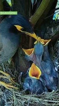 😲 How Can It Swallow That?! Myna Bird Feeds HUGE Meal to Baby! | Bird Nest Cam
