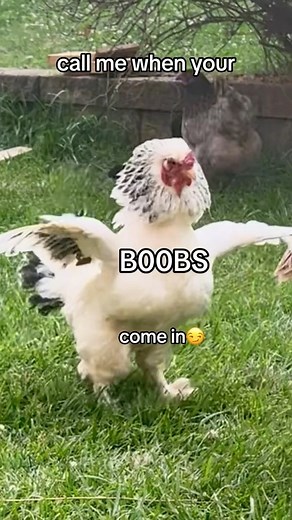 hens fight so dirty 🤣 #hens #chickens #chickensofinstagram #backyardchickens #bridesmaids #funnyvideos #chickenhappyhour | Chicken Happy Hour