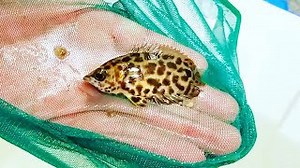 Meet the Fish That Disguises Itself as a Leaf