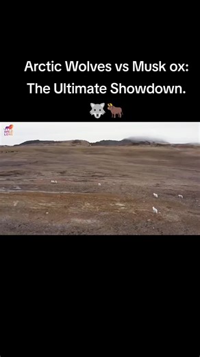 Arctic Wolves vs Musk ox: The Ultimate Showdown. 🐺🐂#Wildlife #ArcticWolves #Muskox #Nature #Survival