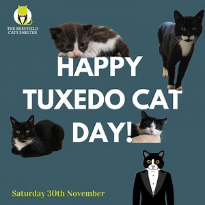 Happy Tuxedo Cat Day! 👔 We love our striking feline friends known for their distinctive black and white coats🐈‍⬛ Have you got a tuxedo cat? If so, please comment below or tag us in pictures of your kitty🐾 If you’re looking to adopt a cat, please visit: https://thesheffieldcatsshelter.org/considering-adopting/ | The Sheffield Cats Shelter