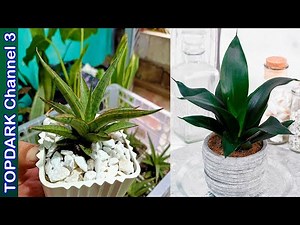 15 Variedades de Sansevieria