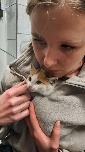 🐱Trois nouveaux chatons Pastel, Elsa et Manga sont arrivés en fin de semaine🐱🐈. Ils seront prochainement à l'adoption au Refuge Autunois "Les Amis des Bêtes" #bienveillanceanimale #adoptionresponsable #chatonmignon #autun | Refuge Autunois "Les Amis des Bêtes"