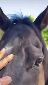 「金鎗六十」抵埗澳洲 Muskoka Farm日光浴