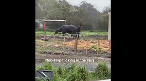 Whiskers Came Through her Head-Flicking Ordeal! It is very distressing to watch your horse laying down a LOT and flicking while she is down! To see her constantly flicking all day in the rain And watch her seeking shade between her companion horse’s back legs. Kate had not long moved properties and wasn’t yet properly set up when her horse Whiskers was at her head-flicking worst. The vital point being that while this is a very stressful time - it is TEMPORARY. It took 3-4 months of perseverance 