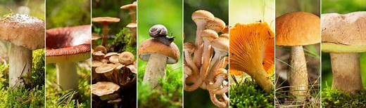 A Guide to All the Parts of a Mushroom | GroCycle