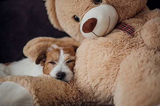 How to wash a teddy bear