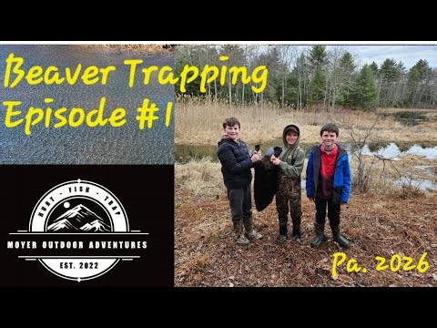 Beaver Trapping episode #1 #beavertrapping #Trapping #trapper 