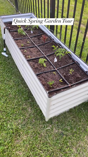 Quick tour of my spring garden 💚 #gardentour #springgarden #mygarden #gardenlife | From Dream to Seed