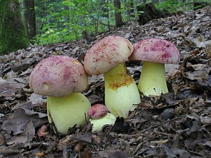 Butyriboletus regius, conosciuto anche come Boletus regius o “Boleto reale”, è un vero gioiello del mondo fungino. “Butyriboletus” deriva dal latino “butyrum” che significa “burro”, nome coniato poiché negli stati uniti di fatto questo raggruppamento di boletaceae dall’aspetto massiccio, dalla carne gialla dal sapore dolce viene chiamato popolarmente “butter bolete”, ossia “boleti del burro”., facendo probabilmente anche riferimento alla colorazione del burro chiarificato, o alla superficie che 