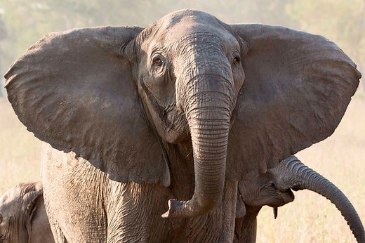 Elephants born with no TUSKS after decades of poaching, researchers say