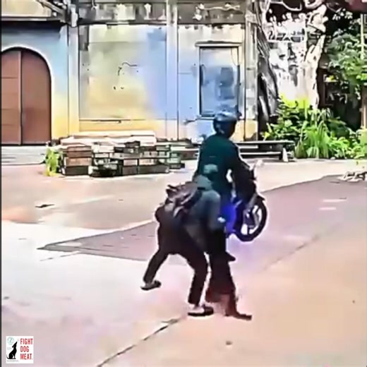 VIETNAM: DOG THIEVES ONLY NEED ONE SECOND Security street camera footage captures dog thieves in action. In the blink of an eye the passenger fires their electric steel arrow head gun at the dog. The arrow goes into the dog's head and electrocutes him on impact. The passenger leaps off the motorbike bike, grabs the dogs and jumps back on the bike and they speed away. The passenger quickly binds the dog's mouth shut in case it regains consciousness and starts screaming and causing attention. Once