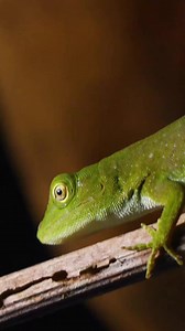 Coyote gets bitten even when he's not trying to! #reptile #greenanole #costarica #bravewilderness | Brave Wilderness