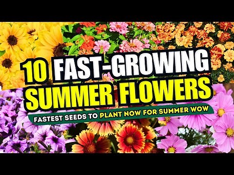 Top 10 Fastest Seeds to Plant NOW for Summer WOW! 😱 // Fast Growing Flowers for Garden 🌼