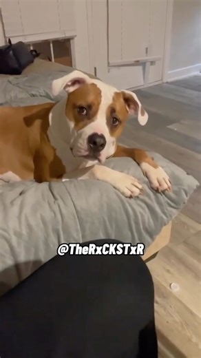 I Don’t Want Bread Crumbs! 😂 Subscribe For More RxCKSTxR! 💪🏾 Video from FanFam @j_patrick06 #voiceover #voiceovers #viralvideos #viralpost #trendingmemes #foryou #foryoupage #edgymemes #edgymemesdaily #funnymemes #funnyvideos #wholesomememes #funnyclips #funniestmemes #funnyvideosdaily #hoodmemes #memesdaily #pixar #disney #discoverychannel #bbc #amazonpets #chewy #petco #chewychattypets #rxckstxr | Rxckstxr