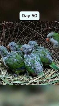 Quaker Parrot Life Cycle 🦜 | 90 Days From 5 Eggs to Young Survivors