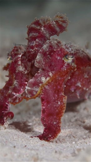Small cuttlefish greets diver at Malapascua #shorts #ocean #diving